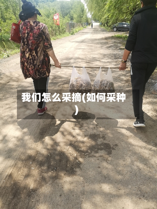 我们怎么采摘(如何采种)